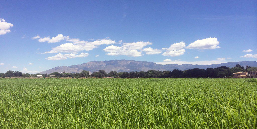 A green field with the Sandia Mountains in the background