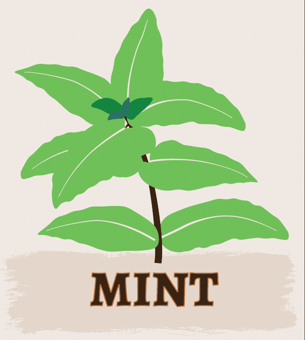 Mint illustration