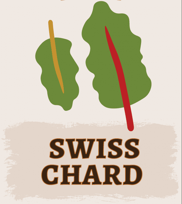 Swiss Chard Illustration