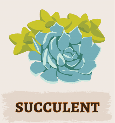 Succulent Illustration