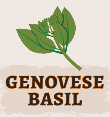 Genovese Basil
