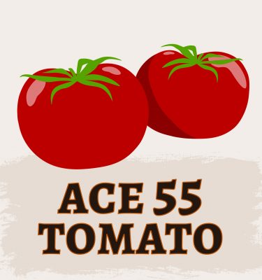 Ace 55 Tomato