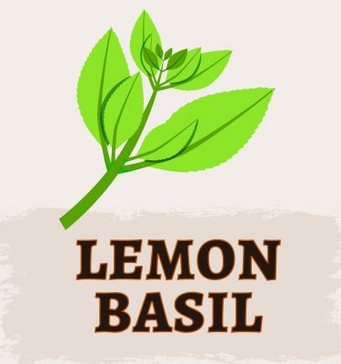 Lemon Basil