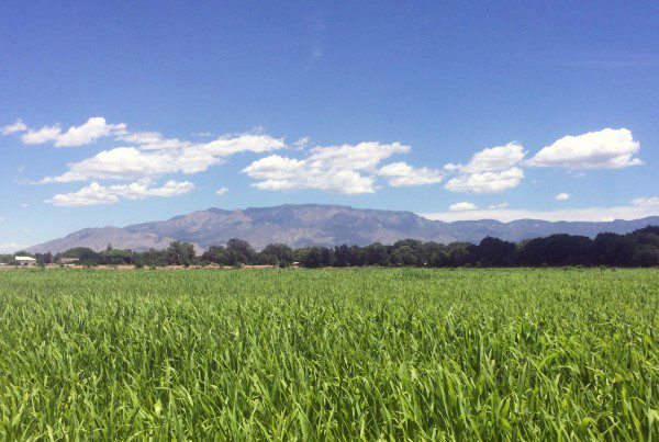 A green field with the Sandia Mountains in the background