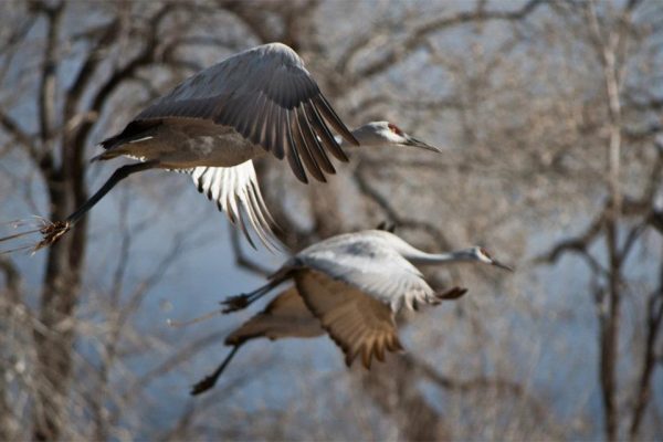 sandhill-cranes