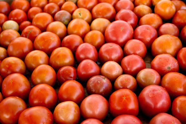 Tomatoes Rio Grande Community Farm