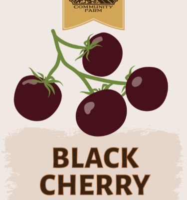 Black Cherry Tomato