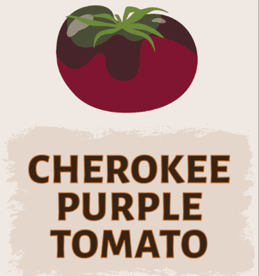 Cherokee Purple Tomato
