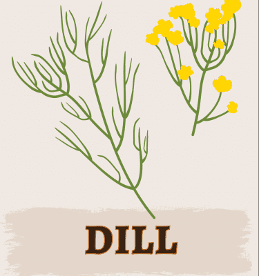 Dill illustration