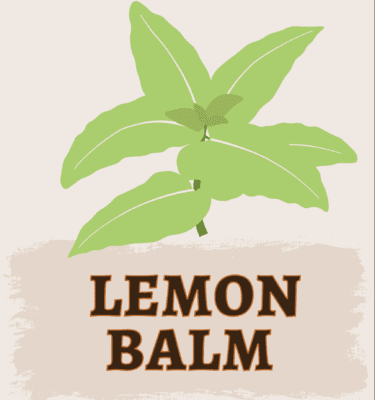 Lemon Balm Illustration