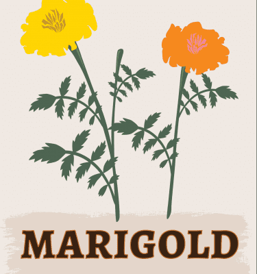 Marigold illustration
