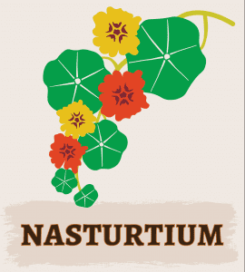 Nasturtium illustration