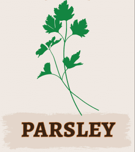 Parsley Illustration