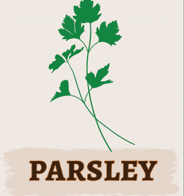 Parsley Illustration