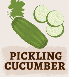 Pickling Cucumber illustration