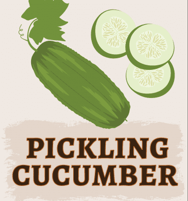 Pickling Cucumber illustration