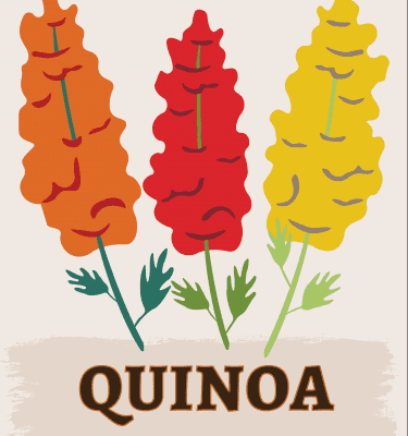 Quinoa illustration
