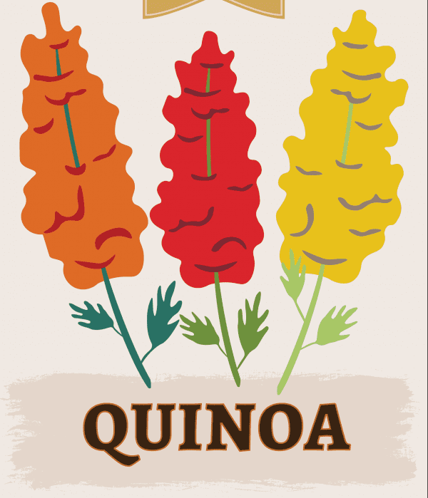 Quinoa illustration