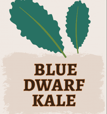 Blue Dwarf Kale Illustration