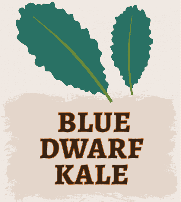 Blue Dwarf Kale Illustration