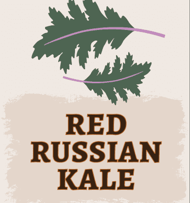 Red Russian Kale Illustration