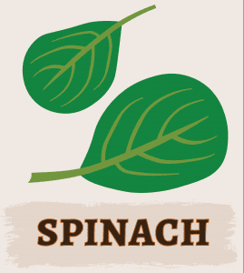 Spinach Illustration