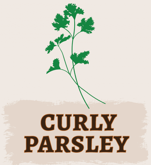 Curly Parsley Illustration