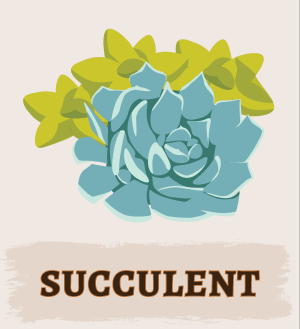 Succulent Illustration