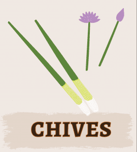 Chives Illustration
