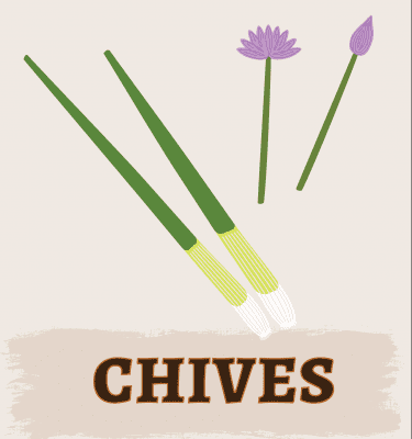 Chives Illustration