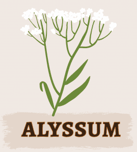 Alyssum Illustration