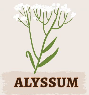 Alyssum Illustration