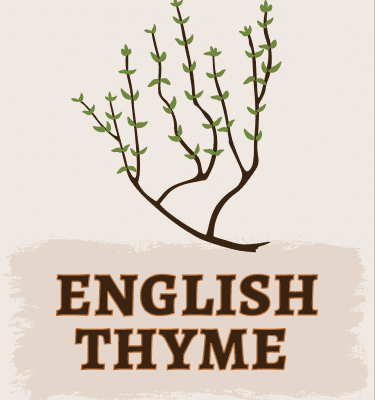 English Thyme Illustration