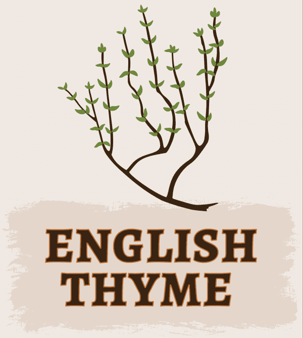 English Thyme Illustration