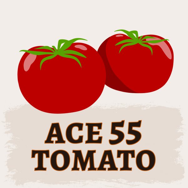 Ace 55 Tomato