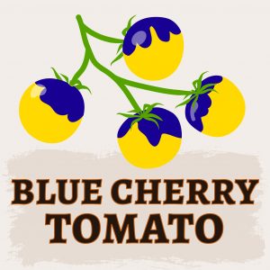 Blue Cherry Tomato