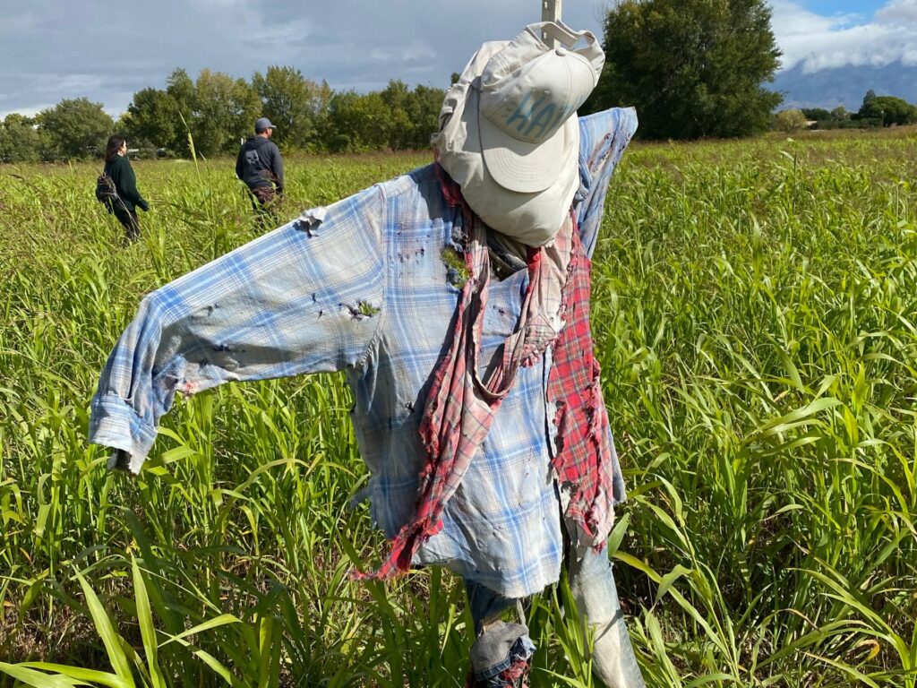 Scarecrow