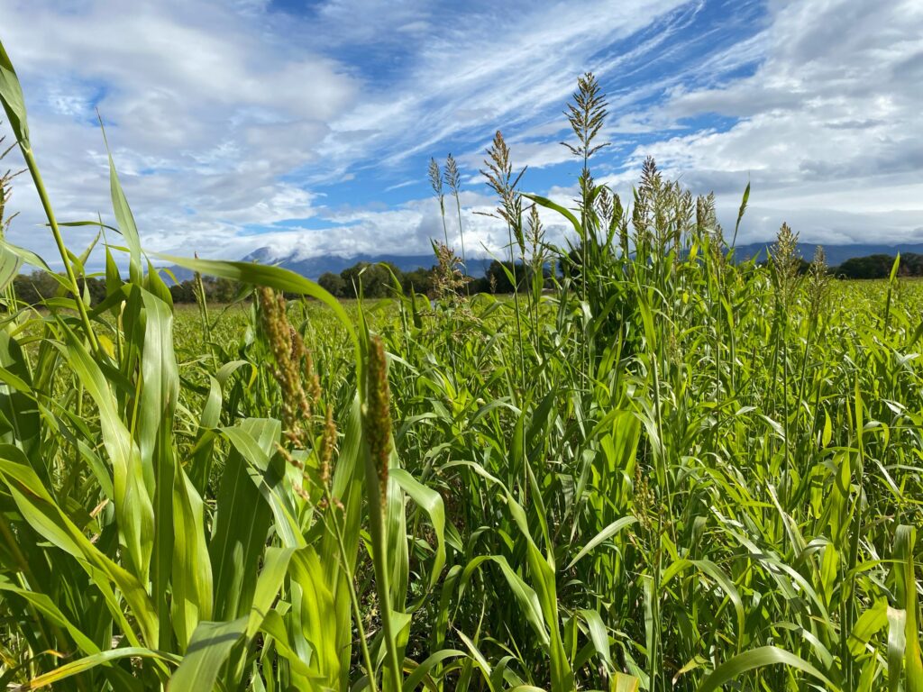 Sorghum at the maze