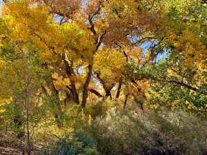 Cottonwoods turning golden