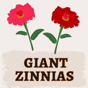 Giant Zinnias