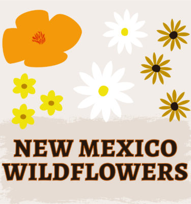 New Mexico Wildflowers