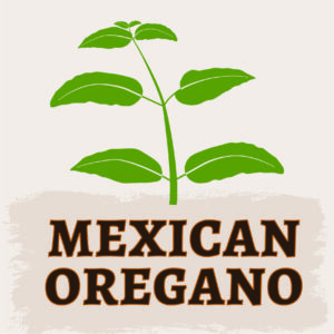 Mexican Oregano