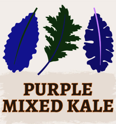 Purple Mixed Kale