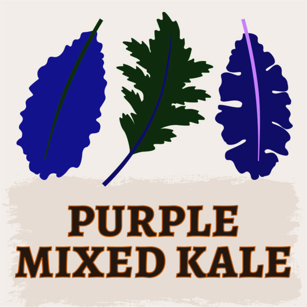 Purple Mixed Kale