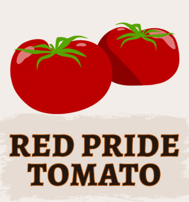 Red Pride Tomato