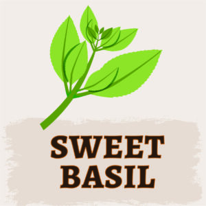 Sweet Basil