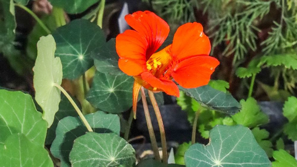 Nasturtium