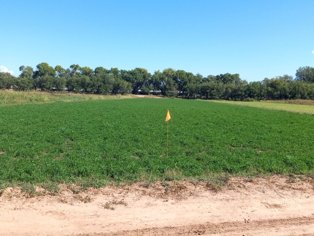 A flag in a field