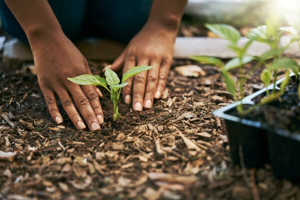 Black woman, hands or planting sapling in soil agriculture, sustainability care or future growth planning in climate change support. Zoom, farmer or green leaf plants in environment, nature or garden.